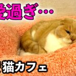 【関西穴場スポット】１時間５００円の猫カフェの猫が可愛過ぎて鼻血ぶー