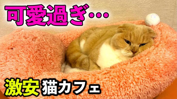 【関西穴場スポット】１時間５００円の猫カフェの猫が可愛過ぎて鼻血ぶー