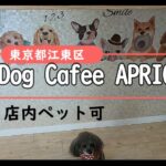 【店内ペット可】Dog cafe Apricot　東京都江東区
