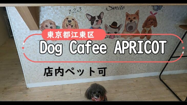 【店内ペット可】Dog cafe Apricot　東京都江東区