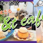 【犬と行けるカフェ】表参道・原宿 愛犬トルテと行ける海外のようなカフェがオシャレすぎた💗【ドッグラン】（トイプードルのTorte channel）