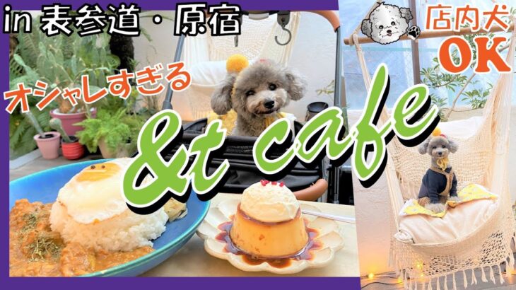 【犬と行けるカフェ】表参道・原宿 愛犬トルテと行ける海外のようなカフェがオシャレすぎた💗【ドッグラン】（トイプードルのTorte channel）