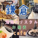 パグと鎌倉旅行🐶🚃湘南クリスタルホテル🏨ペット同伴可カフェ🍰#わんこ#pug #犬のいる暮らし #犬連れ旅 #鼻ぺちゃ