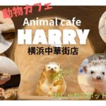 【動物カフェ】横浜中華街で癒される！写真映えスポット盛りだくさんの店内で動物さんとのんびりしませんか？