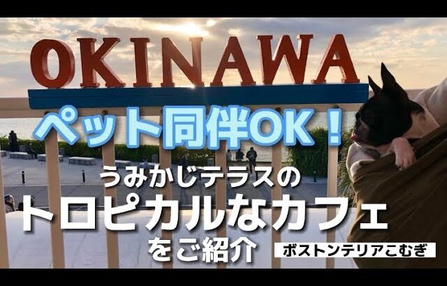 ペット同伴OK！うみかじテラスのトロピカルなカフェをご紹介♪【ボストンテリア】こむぎ