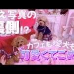 【映え写真の裏側事情】可愛くてごめん♡な犬カフェへ行ってきました！