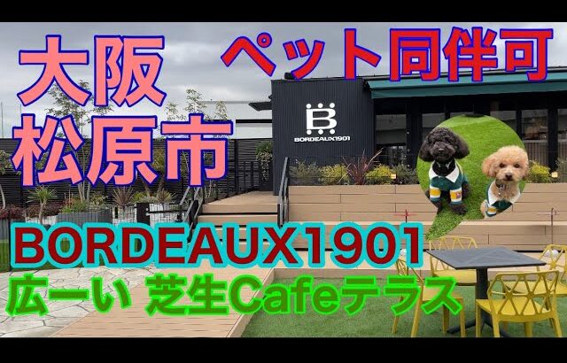 ⭐️綺麗でお洒落Cafe⭐️ペット同伴出来るカフェ⭐️広い芝生のあるカフェテラス⭐️大阪府松原市#トイプードル #犬とお出かけ #犬 #犬のいる暮らし