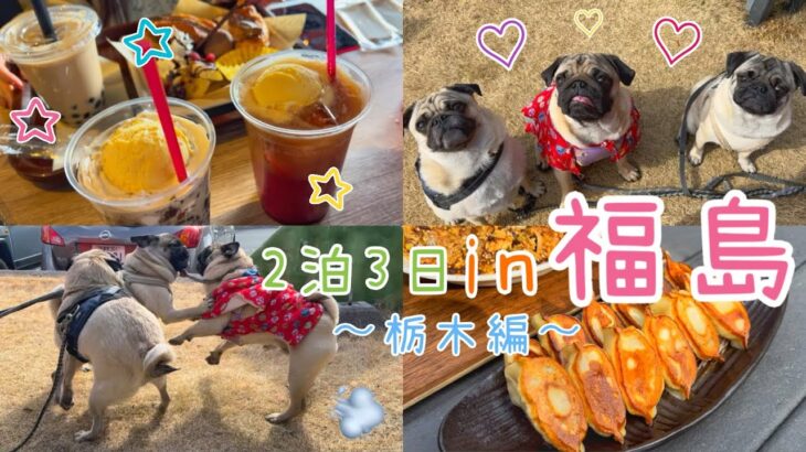 福島旅行🚙2泊3日☃️〜1日目の栃木編🥟〜わんこと行けるカフェ☕️#パグ #犬のいる暮らし #鼻ぺちゃ #pug #わんこ #犬連れ旅 #ペット可 #dog