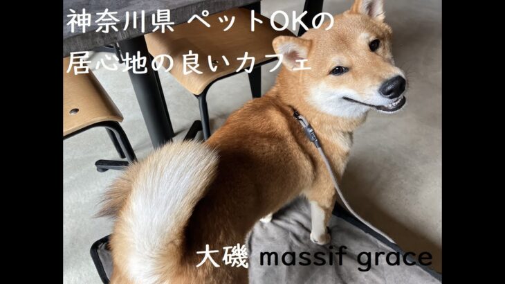 大磯でペット連れOKカフェ【massif grace】に行ってみました！