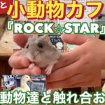 【カフェ・息子と】小動物カフェ『ROCK⭐︎STAR』色んな動物と触れ合おう！大阪・なんば子供と遊べる穴場スポット#カフェ #小動物#ロイクラ#ロイヤルクラウンtv #youtube