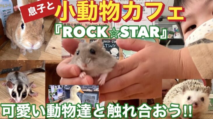 【カフェ・息子と】小動物カフェ『ROCK⭐︎STAR』色んな動物と触れ合おう！大阪・なんば子供と遊べる穴場スポット#カフェ #小動物#ロイクラ#ロイヤルクラウンtv #youtube