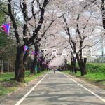 【Travel vlog】群馬・赤城 | 桜満開🌸 |カフェランチに道の駅 | #39