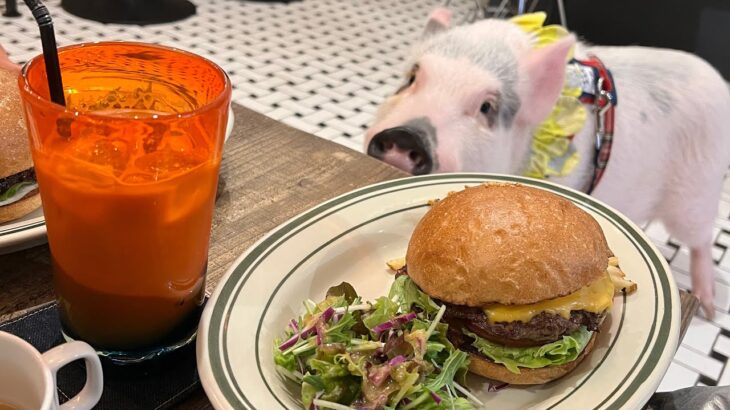 ペットと行けるカフェ〜大阪新町、堀江の旅〜【マイクロブタのおもち】