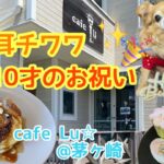 【ペット可】神奈川県茅ヶ崎のカフェで誕生日のお祝いをした たれ耳チワワ【cafe Lu】