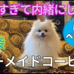 【犬とお出かけ】愛犬と一緒に池袋【店内OK】穴場カフェ潜入！