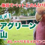 【ペットOKのオシャレカフェ】シェアグリーン南青山へ行って来ました【おしゃべりモモイロインコの春ちゃん】