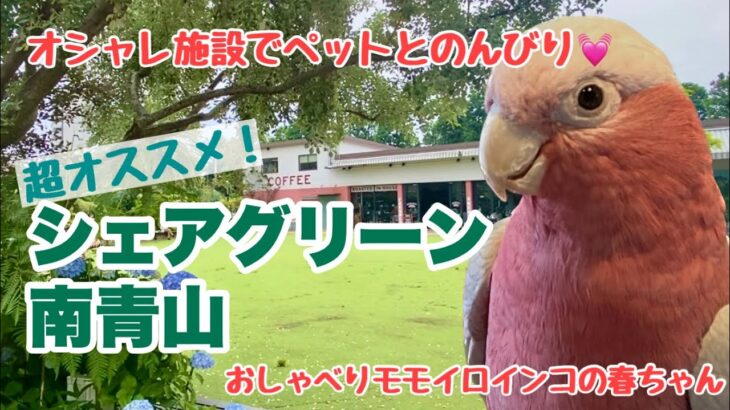 【ペットOKのオシャレカフェ】シェアグリーン南青山へ行って来ました【おしゃべりモモイロインコの春ちゃん】