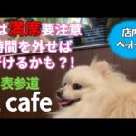 【犬とお出かけ】愛犬と一緒に表参道【店内OK】カフェ店に潜入！