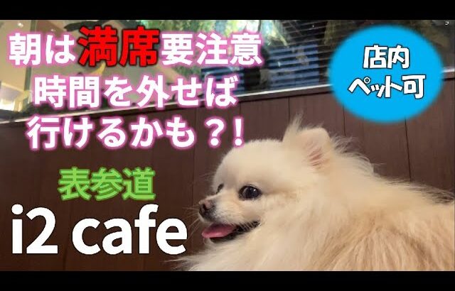 【犬とお出かけ】愛犬と一緒に表参道【店内OK】カフェ店に潜入！