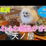 【犬とお出かけ】愛犬と一緒に下北沢【店内OK】かき氷・カフェに潜入！