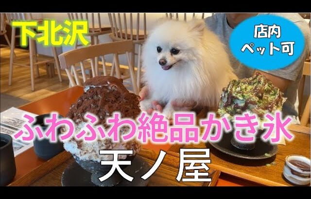 【犬とお出かけ】愛犬と一緒に下北沢【店内OK】かき氷・カフェに潜入！