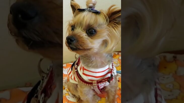 カフェでランチを待つらん/Yorkie waiting for lunch at a cafe