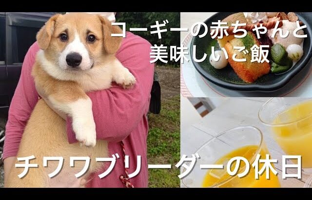 ライラック犬舎  コーギーブリーダー友達とランチとドックカフェ(´∀｀)つ旦~~ブリーダーの休日(〃´ー｀人´ー｀〃)