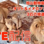 旭山動物園ライオンファミリー　オリト＆イオ　日中ランチタイム撮影20230821撮影ひぐみん　カフェバー