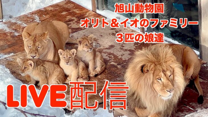 旭山動物園ライオンファミリー　オリト＆イオ　日中ランチタイム撮影20230821撮影ひぐみん　カフェバー