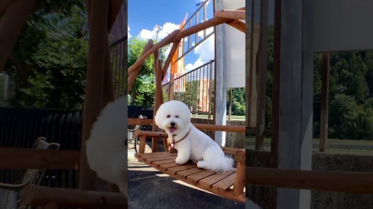 【犬同伴可レストラン:大阪府能勢町】グリル&カフェ山辺 #bichonfrise #ビションフリーゼ #dog #ドッグカフェ #ペット #モフモフ #犬