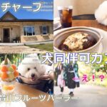 【犬同伴可カフェ:和歌山】①カフェ チャープ　②観音山フルーツガーデン（パーラー）#ビションフリーゼ#bichonfrise#ドッグカフェ#ペット #犬#dog