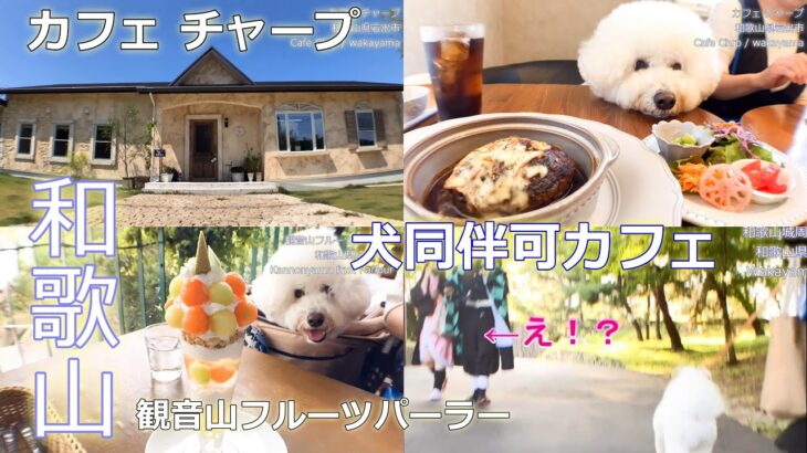 【犬同伴可カフェ:和歌山】①カフェ チャープ　②観音山フルーツガーデン（パーラー）#ビションフリーゼ#bichonfrise#ドッグカフェ#ペット #犬#dog