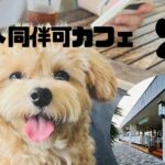 犬同伴可カフェ〜新浦安LAUMERIA〜