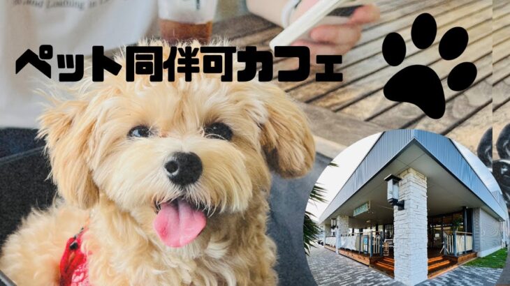 犬同伴可カフェ〜新浦安LAUMERIA〜