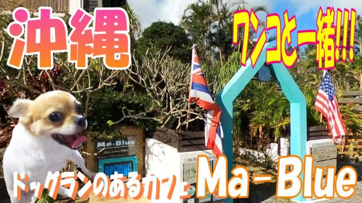 【Ma-Blue Garden House】【マーブルー】【沖縄旅行】【犬】【ペット可】【食事】ドッグランもある海辺のカフェ
