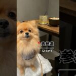 📍表参道 | i2 cafe #shorts #short #shortvideo #dogs #cafevlog #dog