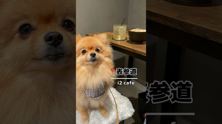 📍表参道 | i2 cafe #shorts #short #shortvideo #dogs #cafevlog #dog