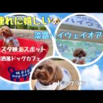 犬連れに嬉しい★淡路ＳＡハイウェイオアシス★おしゃれドッグカフェ★インスタ映えスポット★ドッグラン【トイプードルのサラ】