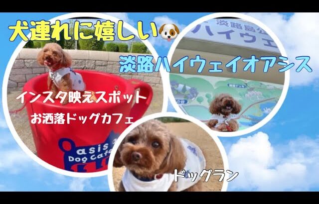 犬連れに嬉しい★淡路ＳＡハイウェイオアシス★おしゃれドッグカフェ★インスタ映えスポット★ドッグラン【トイプードルのサラ】