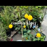 osaka vlog |  大阪北浜カフェ☕️植物園とニュージーランド🌲1人で過ごす休日。