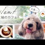 ドラマ「silent」に登場するカフェでプリン🍮食べてきたよ【犬連れ カフェ巡り】