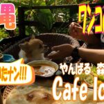 やんばるの静かな森のカフェに行ってみた。【Café ichara】【沖縄旅行】【犬】【ペット可】【食事】