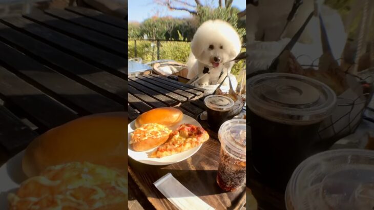 【犬同伴可カフェ】MIYABI(兵庫県伊丹市)にてベーカリーランチをしてみた#ビションフリーゼ#bichonfrise#モフモフ