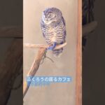 🦉カフェのふくろう２羽　東京都府中市　甲州街道沿い　星星峡　#shorts #ふくろうカフェ #フクロウカフェ #梟