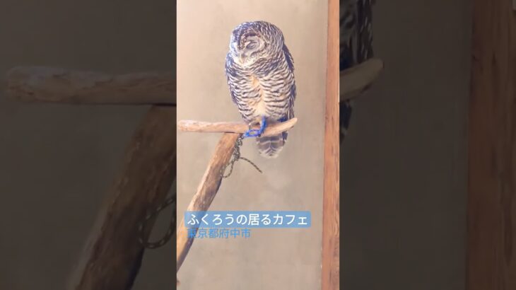 🦉カフェのふくろう２羽　東京都府中市　甲州街道沿い　星星峡　#shorts #ふくろうカフェ #フクロウカフェ #梟