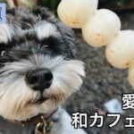 【表参道】愛犬とカフェ巡り 和カフェでお団子♡でポンポンされた！