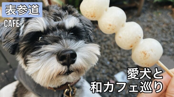 【表参道】愛犬とカフェ巡り 和カフェでお団子♡でポンポンされた！