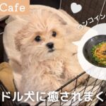 【テラス席(18時から店内も)ペット同伴可】アイドル犬に癒される居心地良すぎな「M.N.Y Cafe」さん🐶