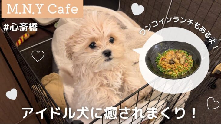 【テラス席(18時から店内も)ペット同伴可】アイドル犬に癒される居心地良すぎな「M.N.Y Cafe」さん🐶