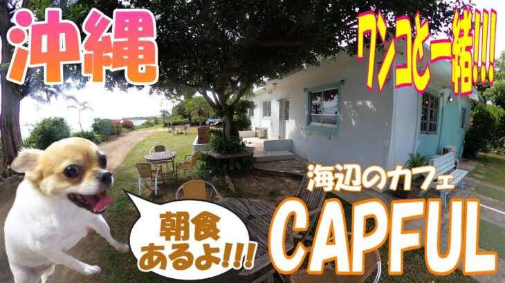 海沿いの外人住宅カフェに行ってみた。【CAPFUL】【沖縄旅行】【犬】【ペット可】【食事】